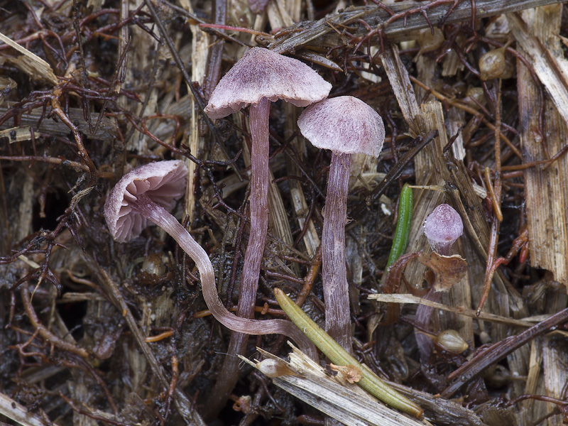 Cortinarius lilacinopusillus